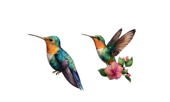 Download Watercolor Hummingbird Illustration - Bird illustration Collection