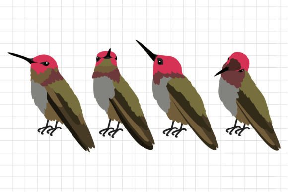 Download Hummingbird Illustration - Bird illustration Collection