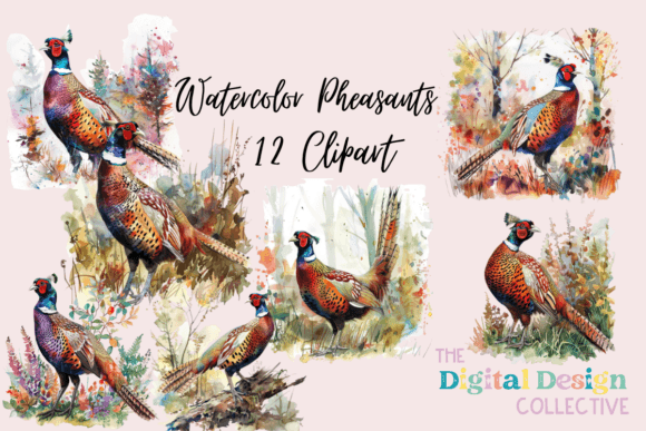 Download Pheasant Bird Illustration Watercolor - Bird illustration Collection